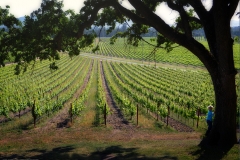 Sonoma Valley Vineyard