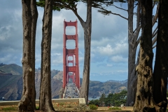 The Golden Gate in the trees.
